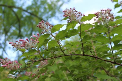 Kolkwitzia amabilis - kolkwitzie krásná - větévka s poupaty a listy